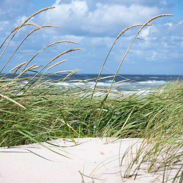 Coastal sand dunes and sea grass representing grounded experience in Southwest Florida counseling
